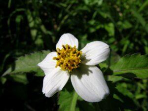 Flor de Bidens pilosa, planta con actividad retinoide-like usada como alternativa vegana al retinol.