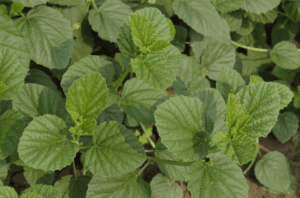 Hojas de la planta Psoralea corylifolia, origen del Bakuchiol utilizado como alternativa vegetal al retinol.